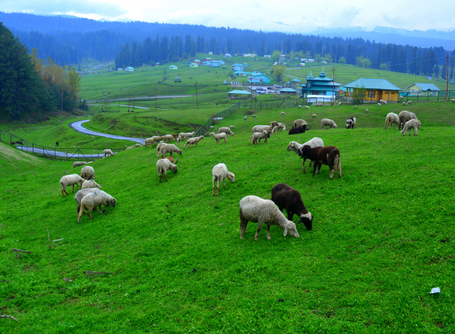 Best Time To Visit Doodhpathri - eKashmir Tourism